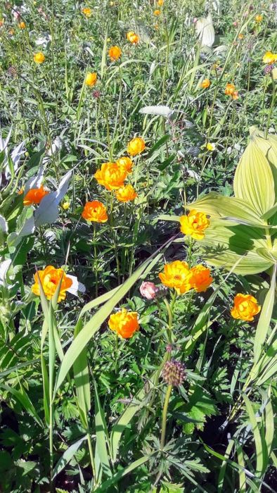 Земельный участок