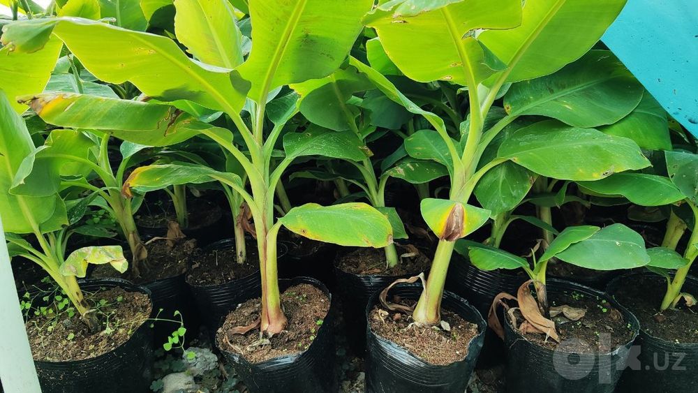 Banan va Papaya ko'chatlari garantyali