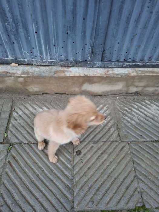 Кокер Шпаньол на 4