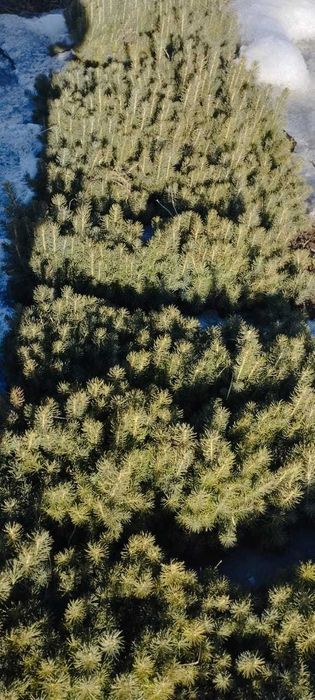 сеянцы всех видов деревьев