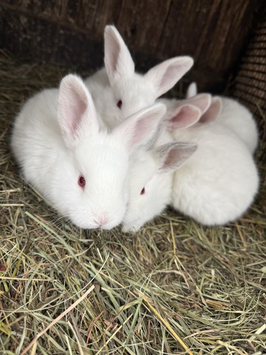 Iepurasi dragalasi pentru copilasi de pasti