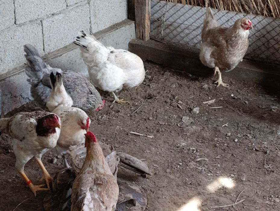 Туып тұрған тауықтар сатылады