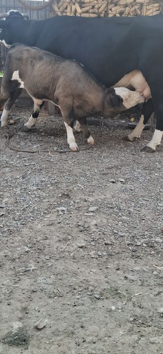 Vand vaca buna pentru gospodarie!