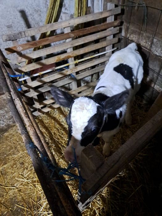 Vind tauras de 2 saptamini frumos.