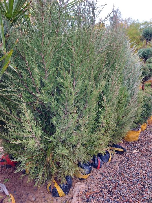 archa kuchatlar bor xarhil turdagi kuchatlar bor