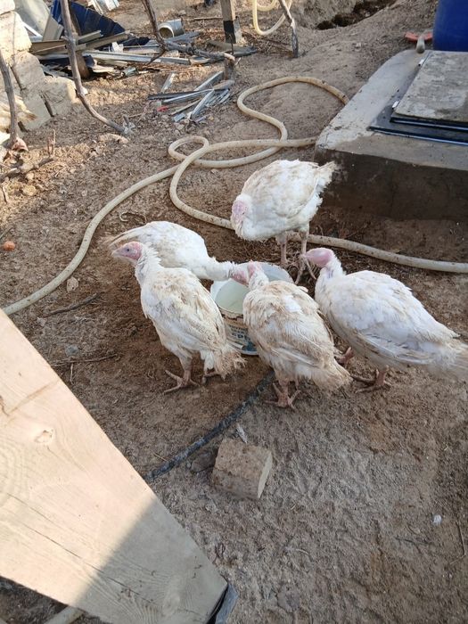 Үндіктер сатылады, Продаёться ундюки