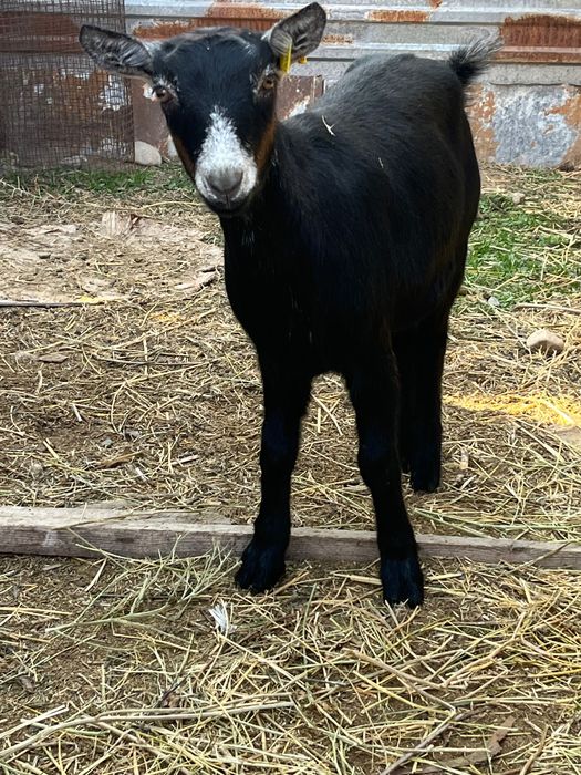 Альпийские козочки 9мес.