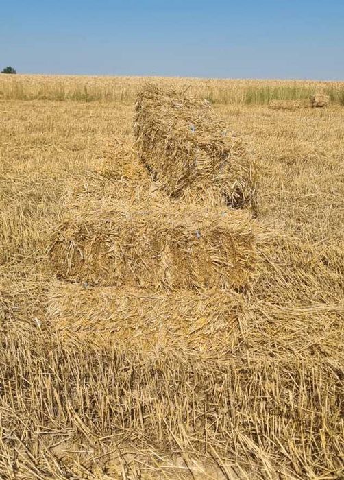 vand baloti paie grau mici 2025