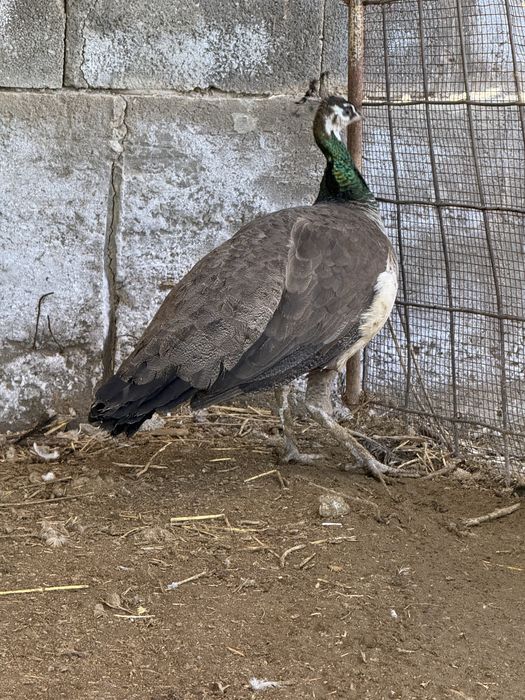 Продам Павлин Индейски