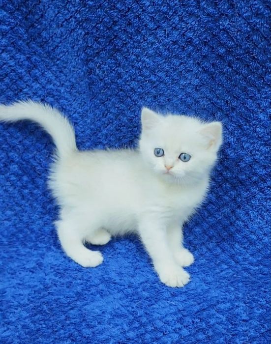 скотиш страйт девочка