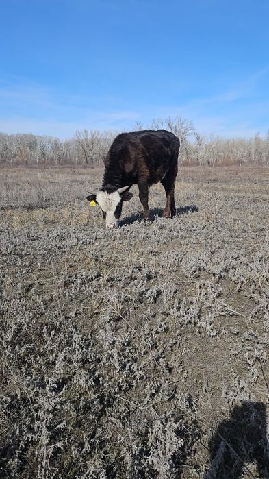 Продам Бычка 10 месяцев