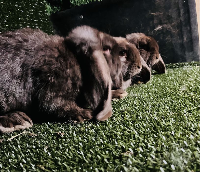 Femelute berbec german de 2,5luni