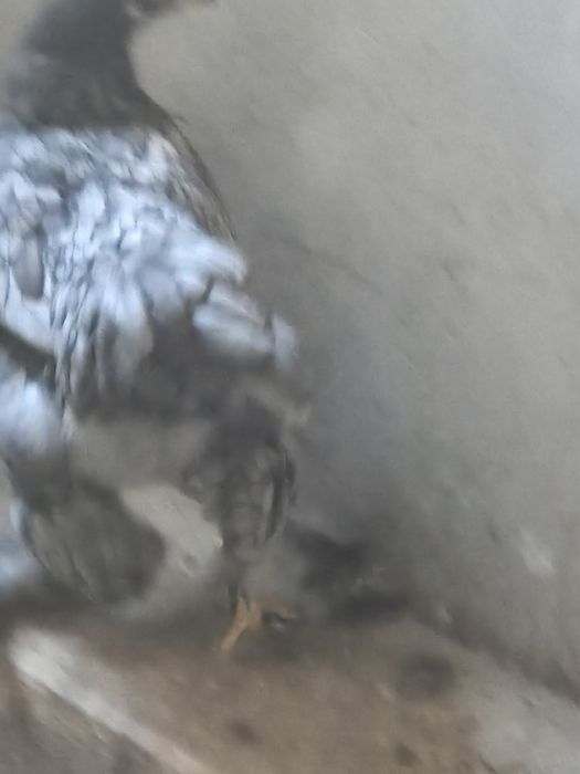 Петух и Куры брама чёрный алмаз и голубой брама семейка