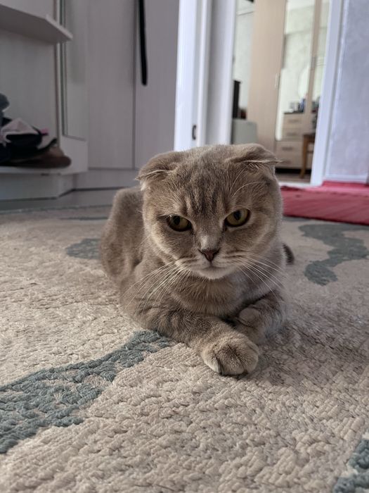 Шотландская вислоухая кошка