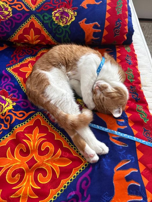 Боня кошка бесплатно