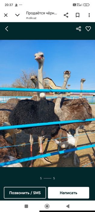 Продается .Взрослые.Африканские .Страус