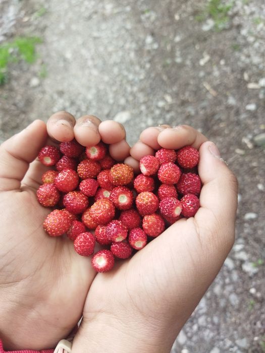 Урегулиран поземлен имот в с. Бойковец