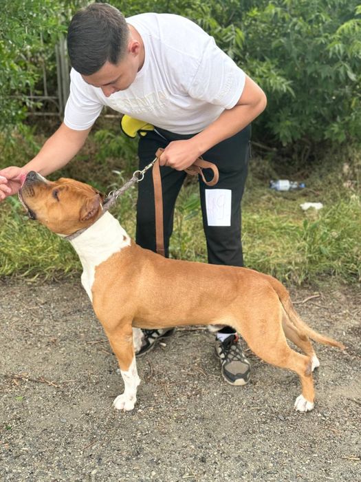 Кобель стаффорда вязка