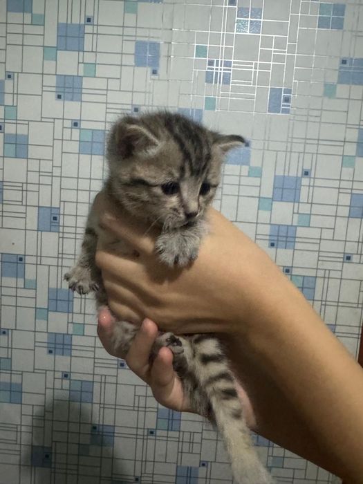 Отдам котёнка в хорошие руки,  пол девочка