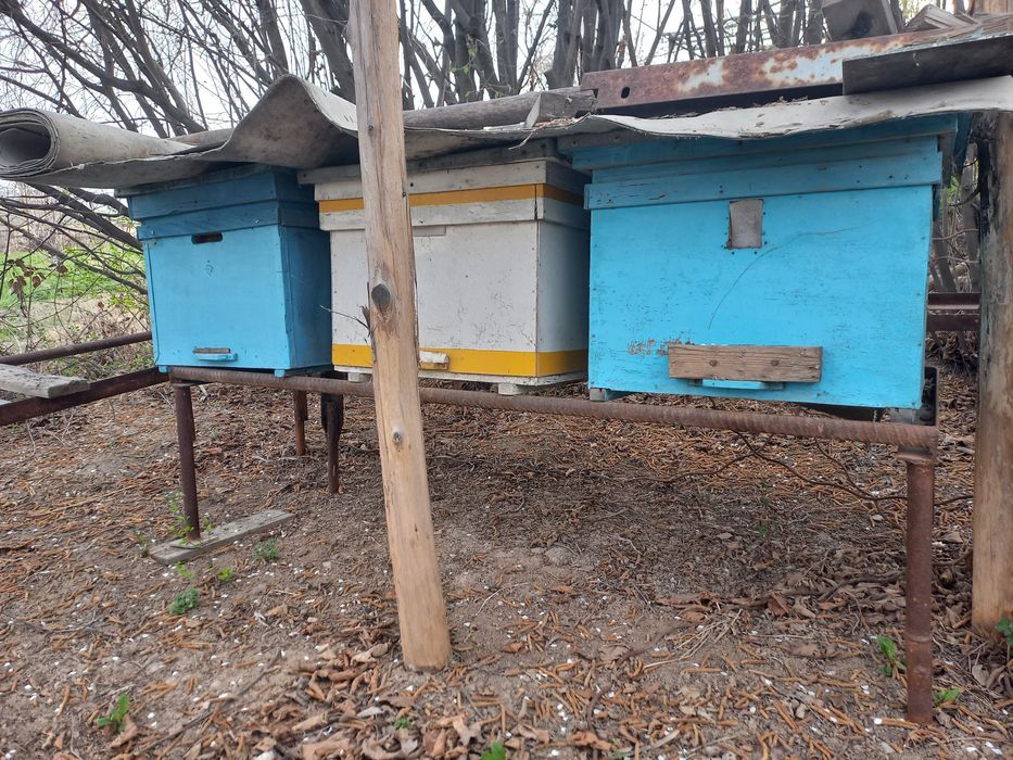 Асал ари уяси.  Улья для пчёл.