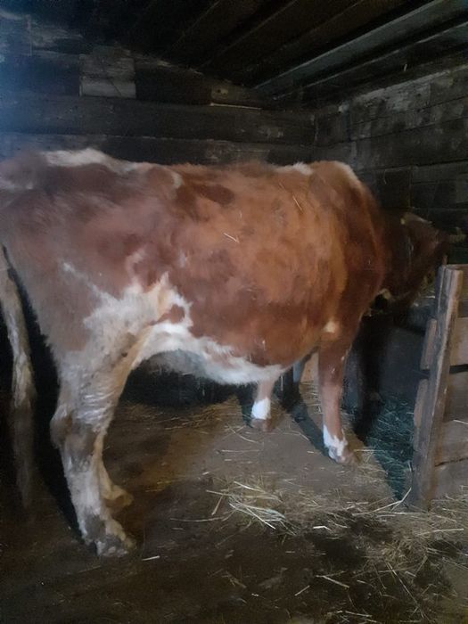 Продам     корову