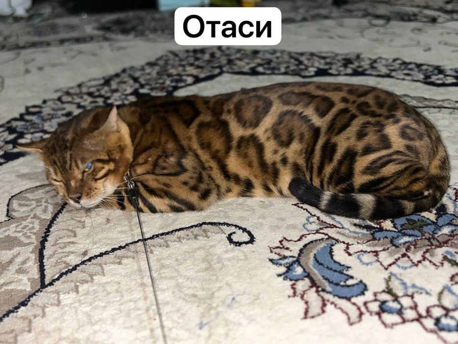 Бенгал кошка Продаю