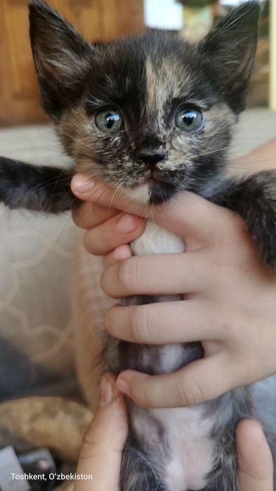 Zotor_mushuk tugatilgan