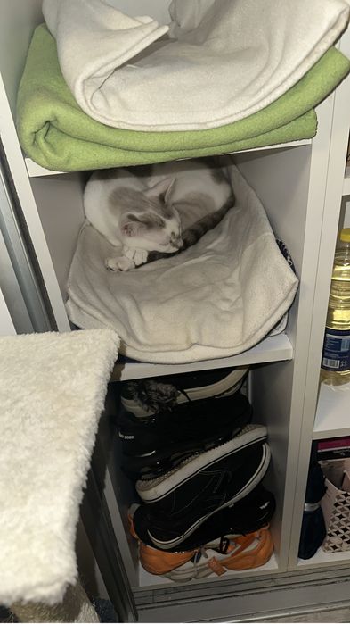 Pet sitter, pensiune pisici