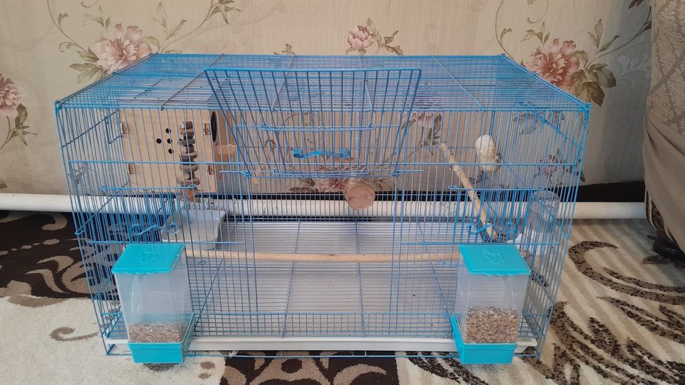 Продам пару корелл