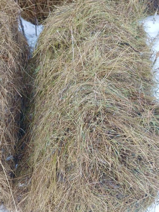 Продам сено тюки