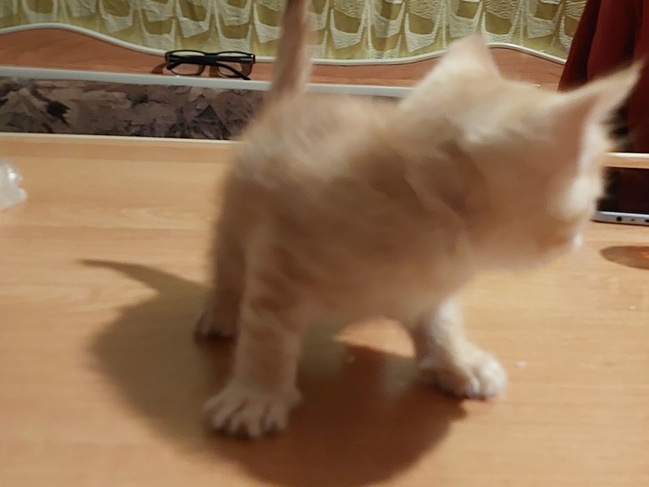 Рыжий кот самец 6 недель