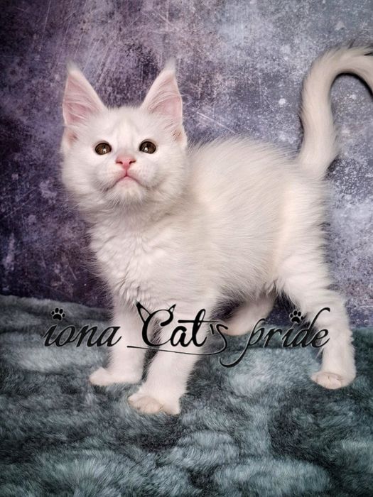 Котята мейнкун продаются