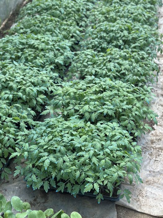 Rasaduri calitatea 1 (producator legume si rasad) Balta Doamnei • OLX.ro