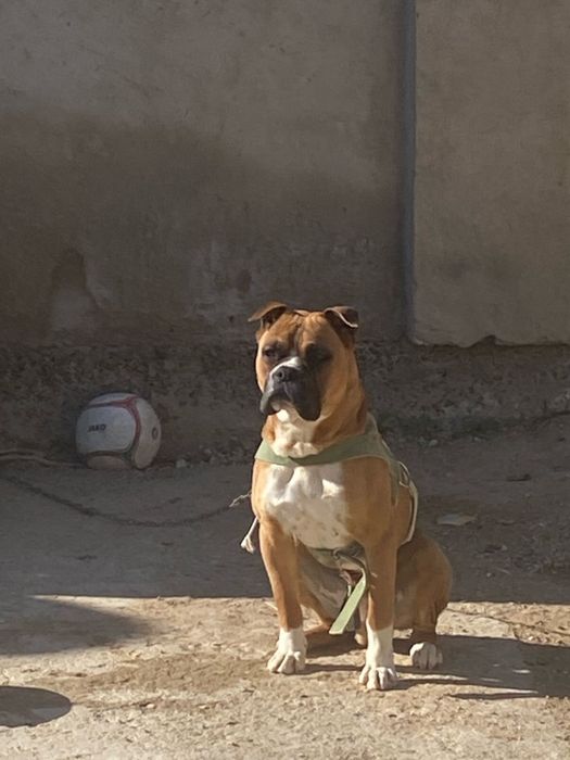 Продаётся немецкий боксер  1 год 3 месяца