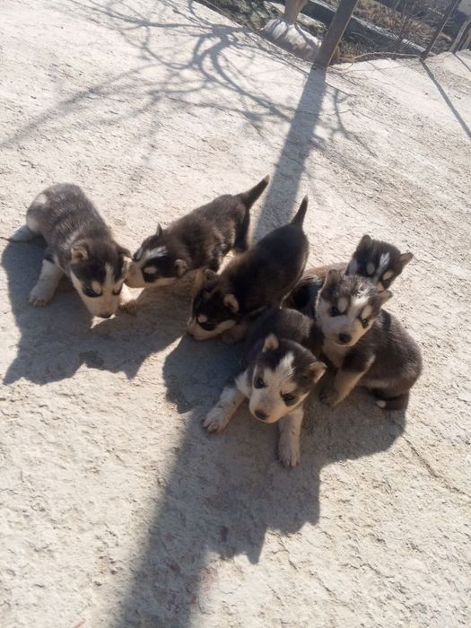 Сибрикий Хаски Болалари Сотилади 2 Та Кузи Бир Хил Кук Ранг