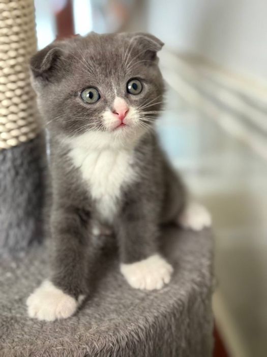 Scottish fold va scottish strayt mushuk bolalari sotiladi