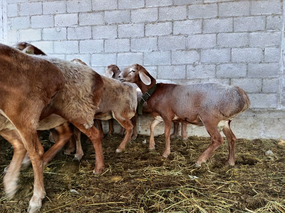 Арашан кошкар 250 мың