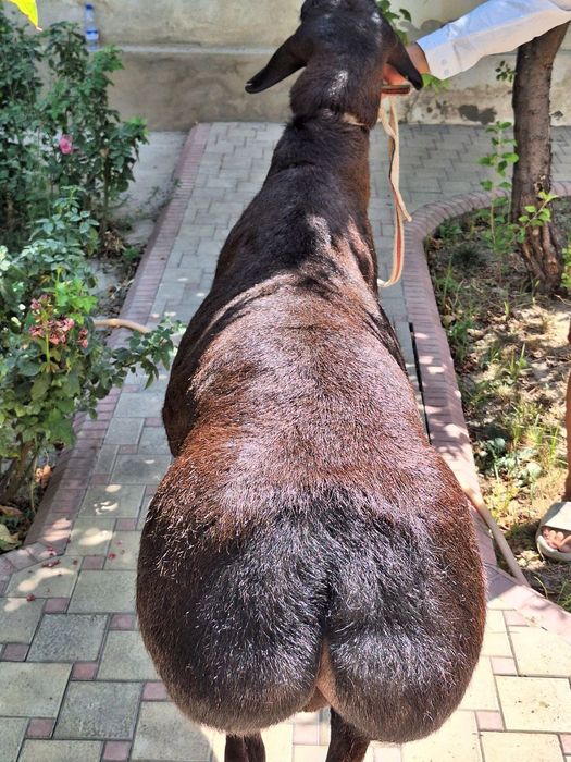 Киргиз коркор зотга сотилади