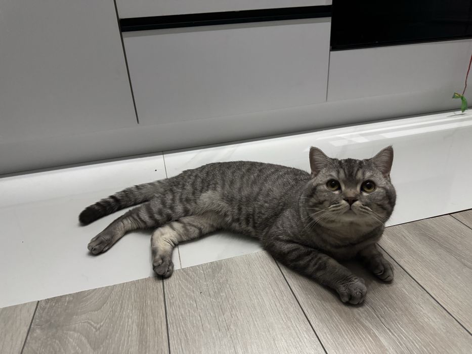 Кот ищет кошечку для вязки