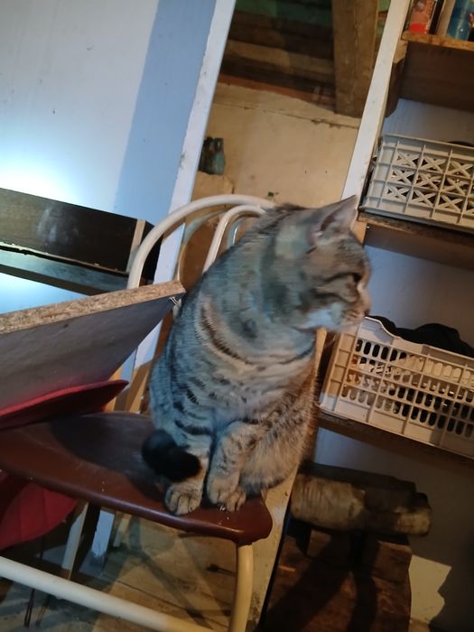 Отдам в хорошие руки