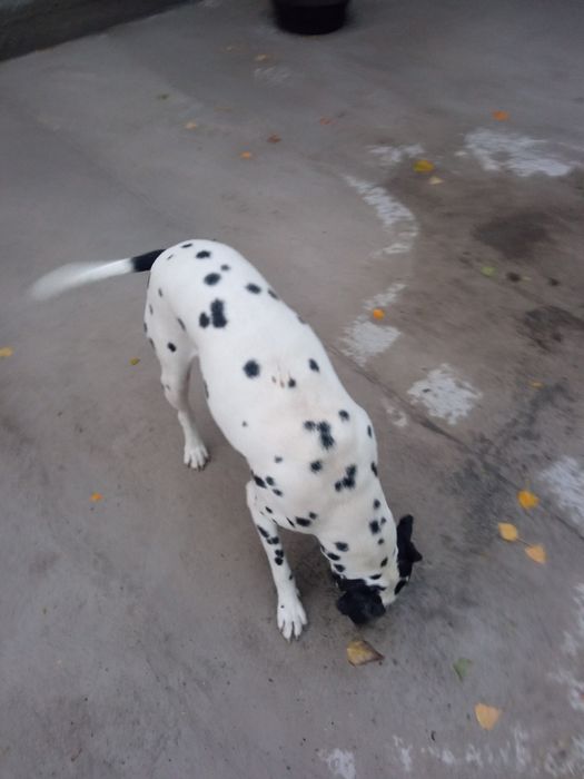 Далматинец сотилади