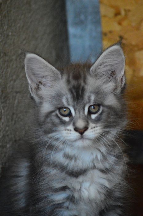 Maine Coon felisa FIFe