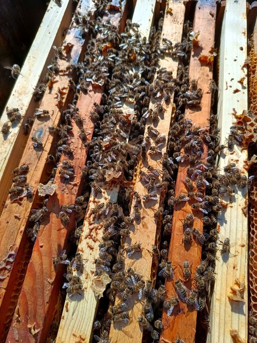 familii albine stupi