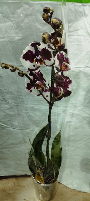 Arhideya  guli garrdeniya