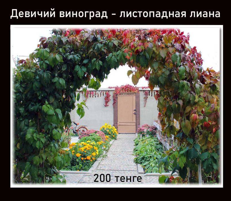 Многолетние цветы.