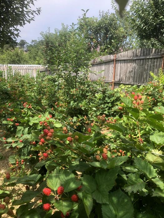 Butasi de Mure sau zmeură mare fara spini