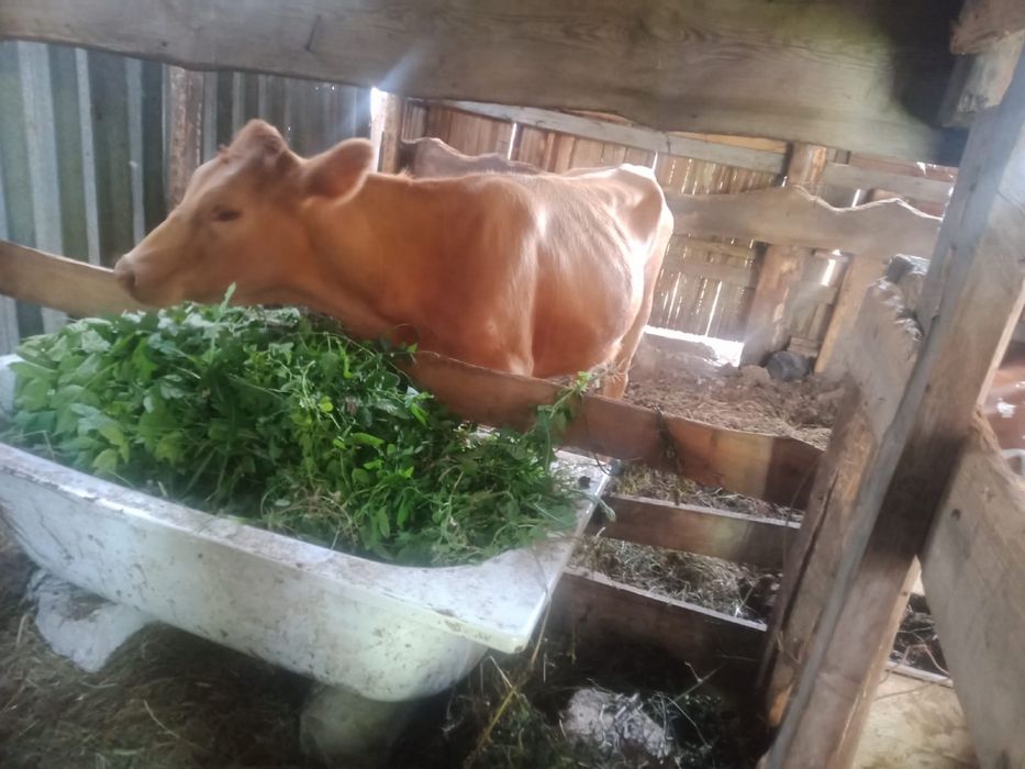Продам теленка телочку