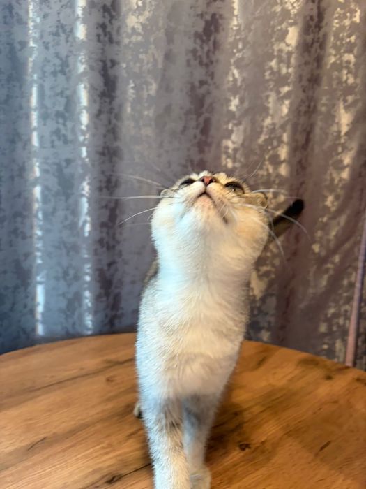 Максим самый ласковый в мире котик