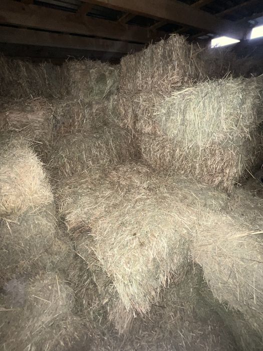 Продам клевер…….