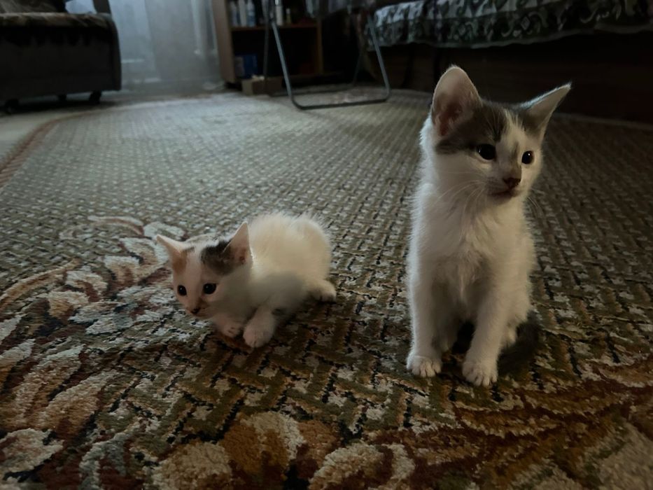 Отдам котят в добрые руки